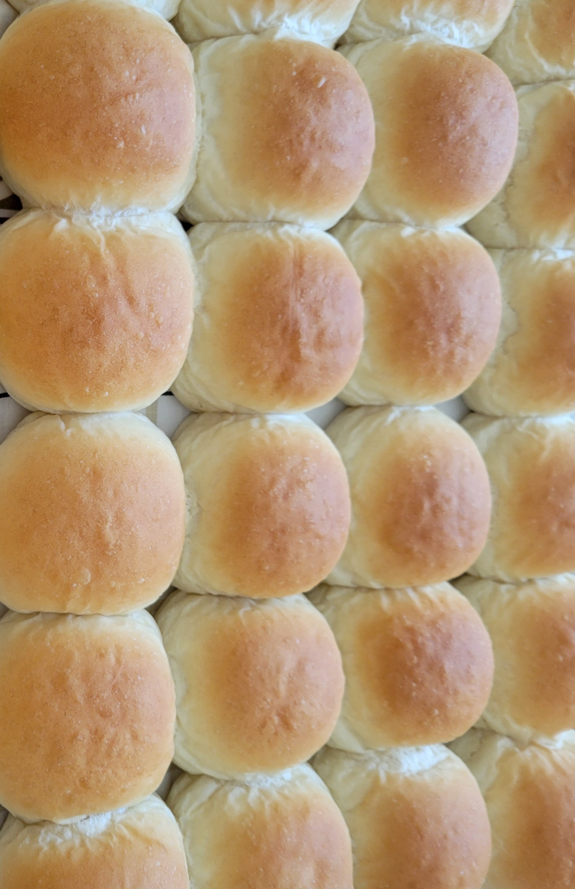 Dinner Buns