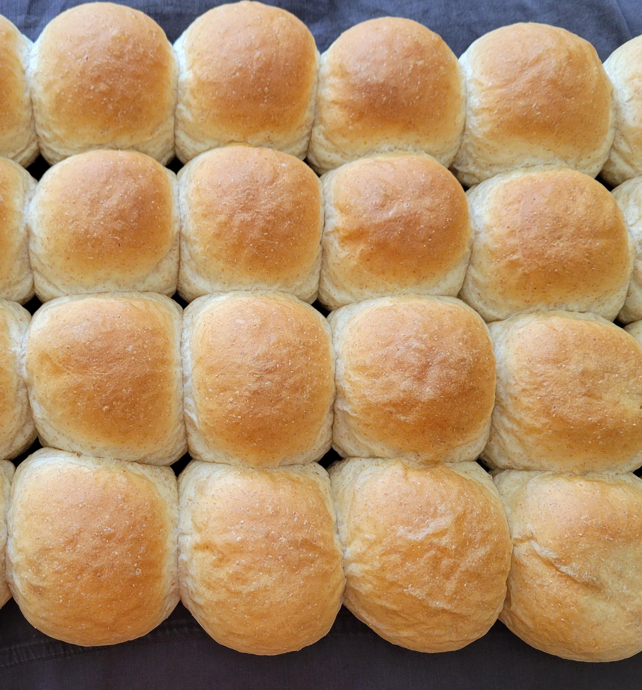 Whole Wheat Buns