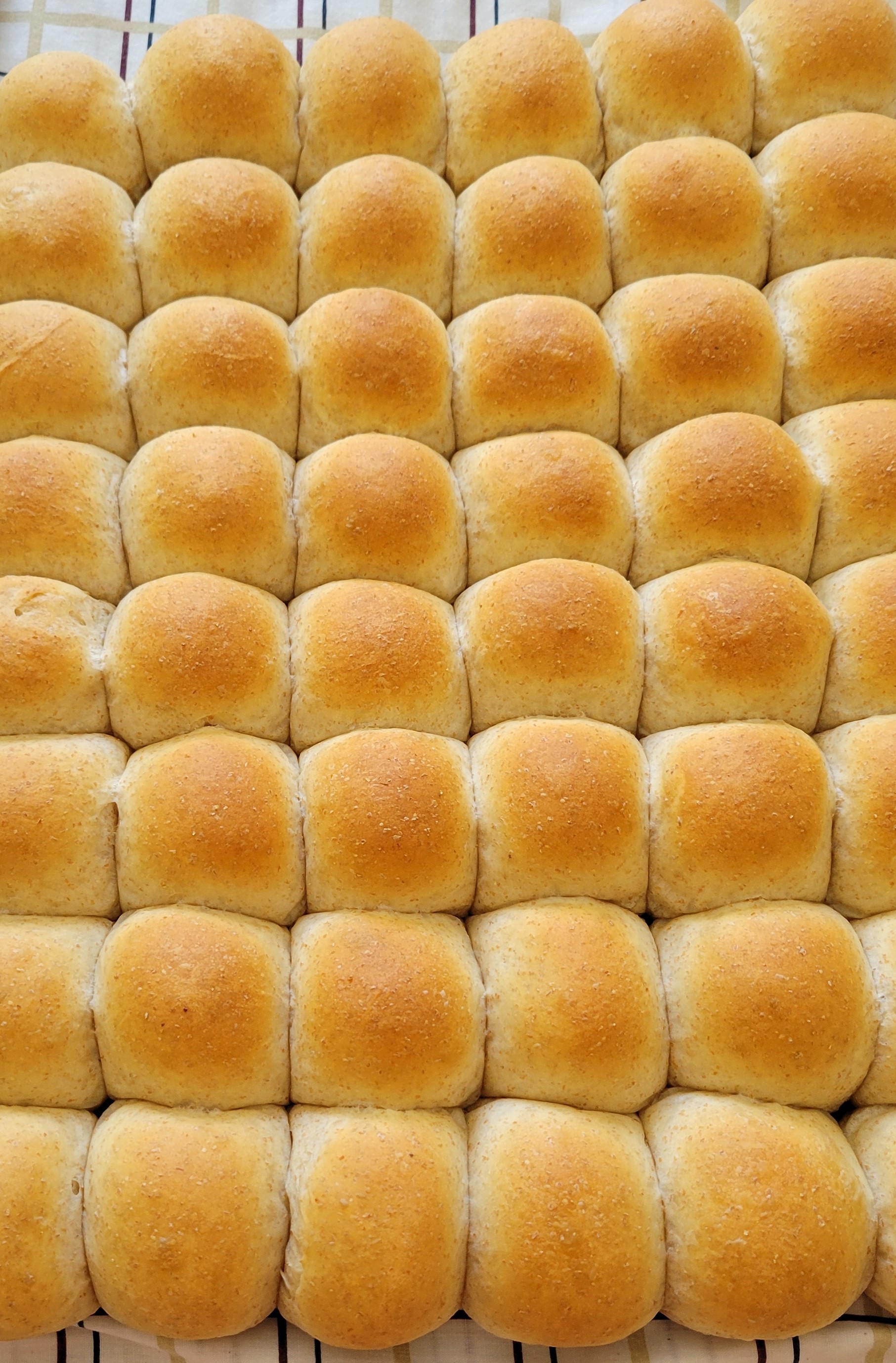 Whole Wheat Dinner Buns