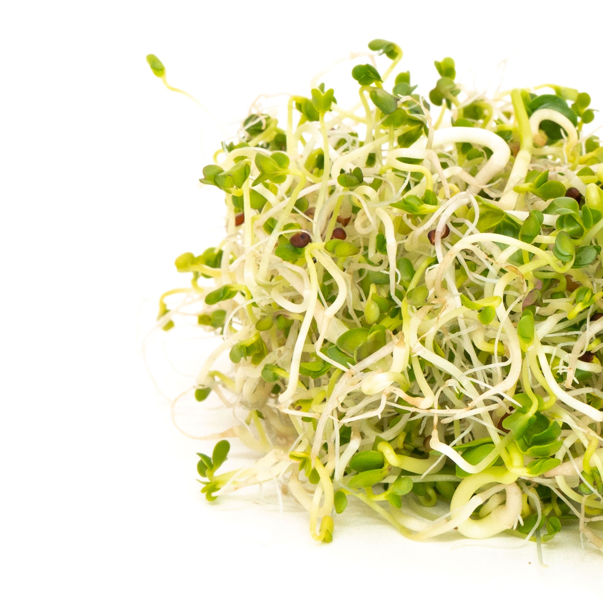 Broccoli Brassica Blend