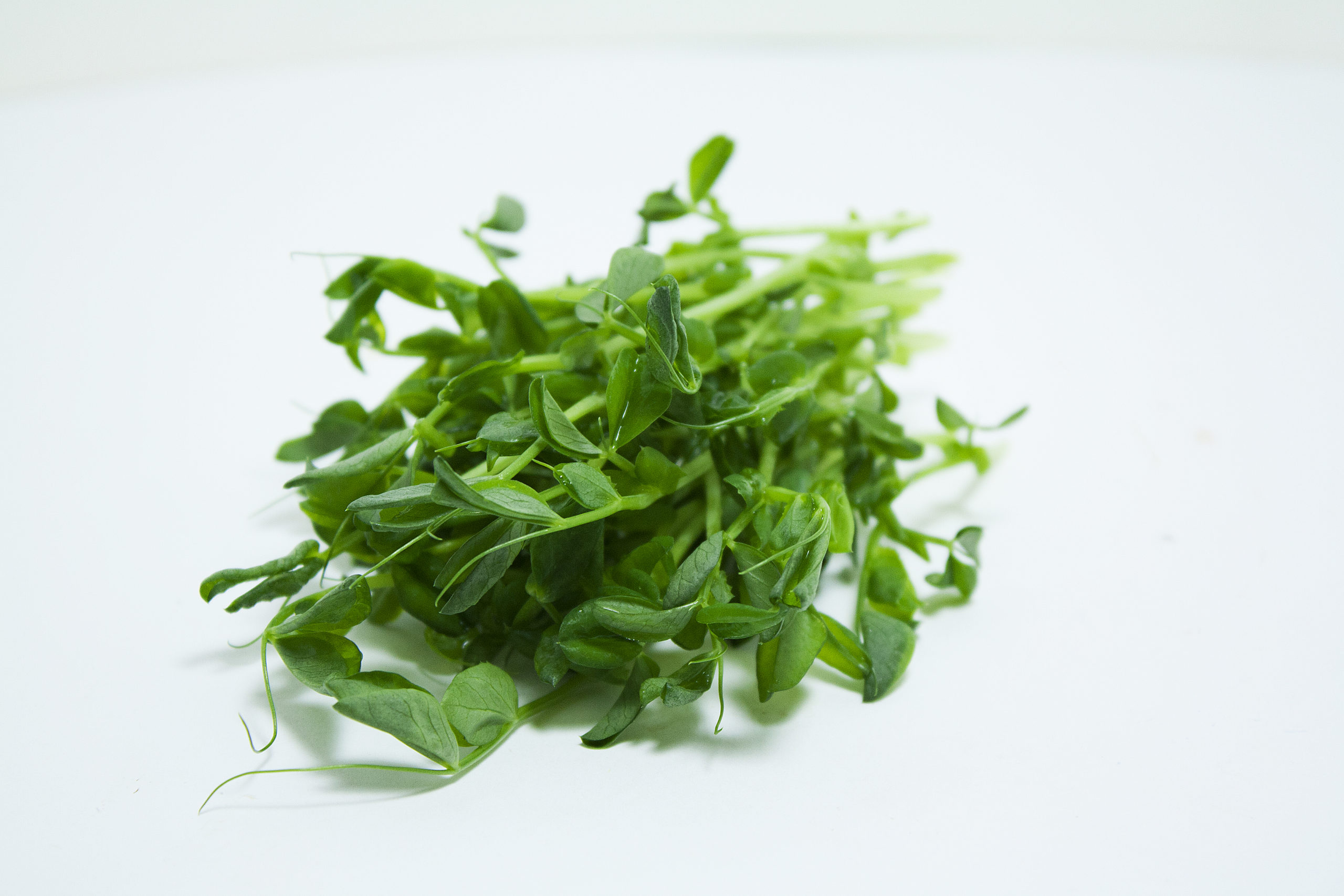 Dwarf Grey Sugar Pea