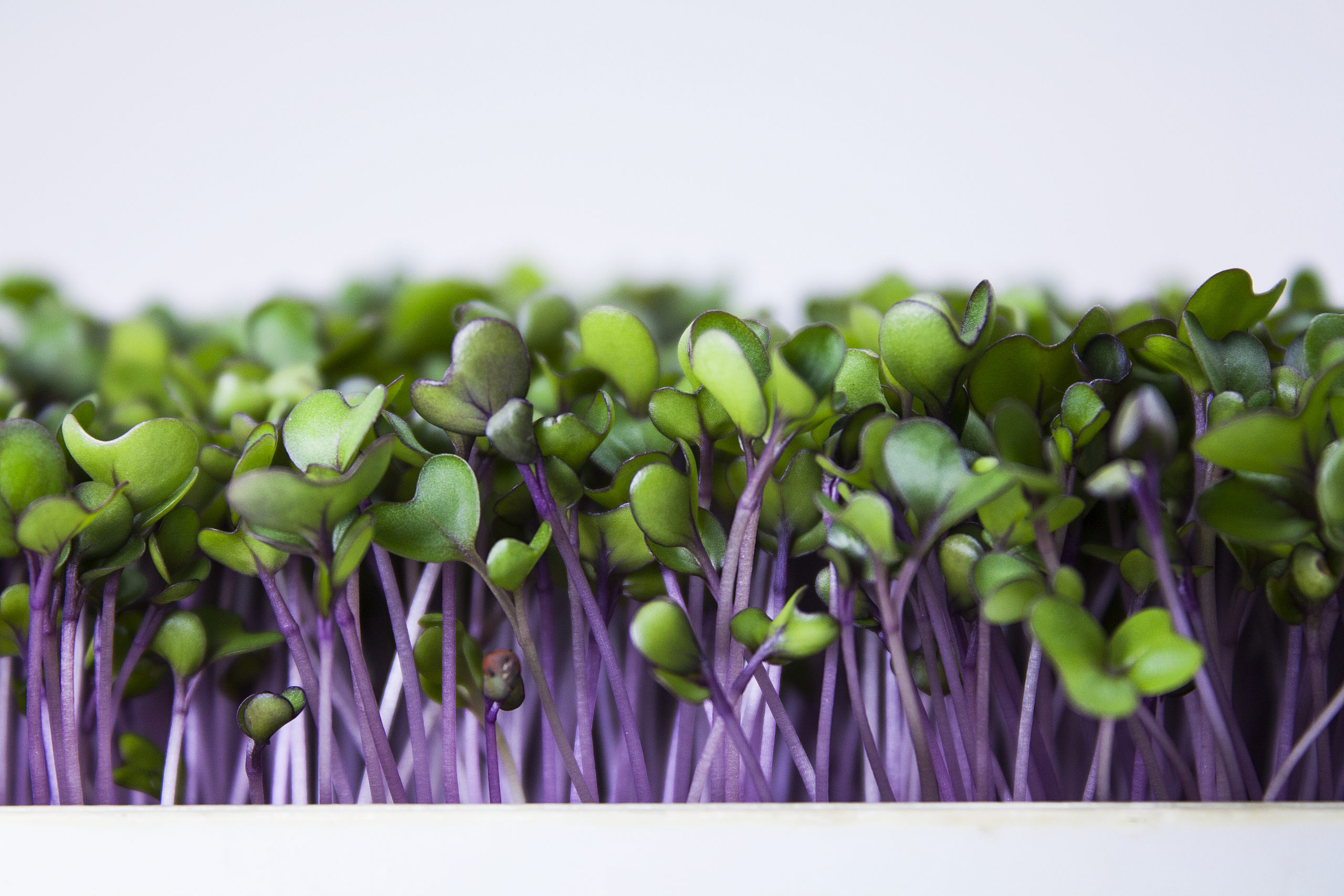 Purple Kohlrabi
