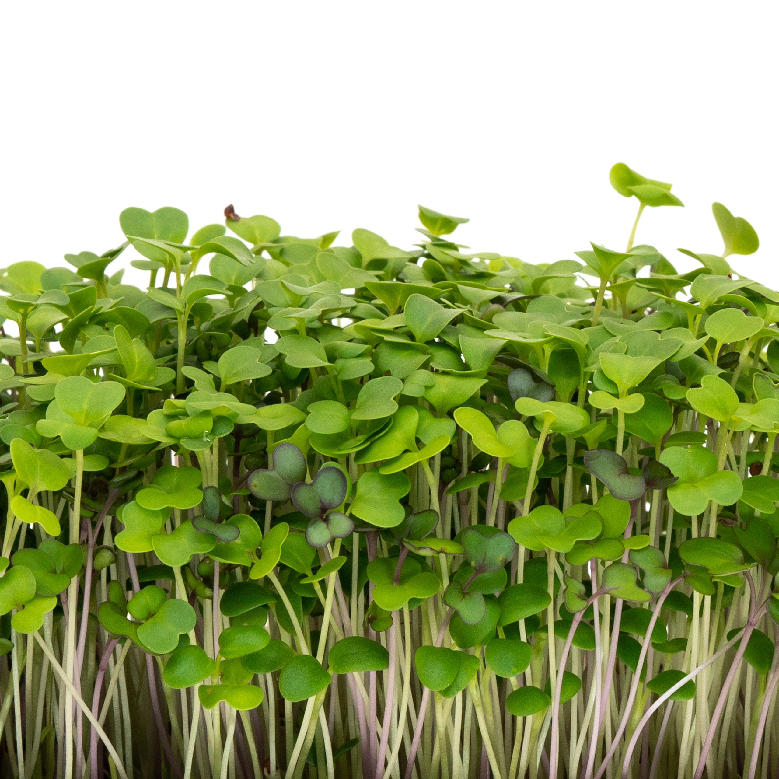 Mellow Microgreen Mix