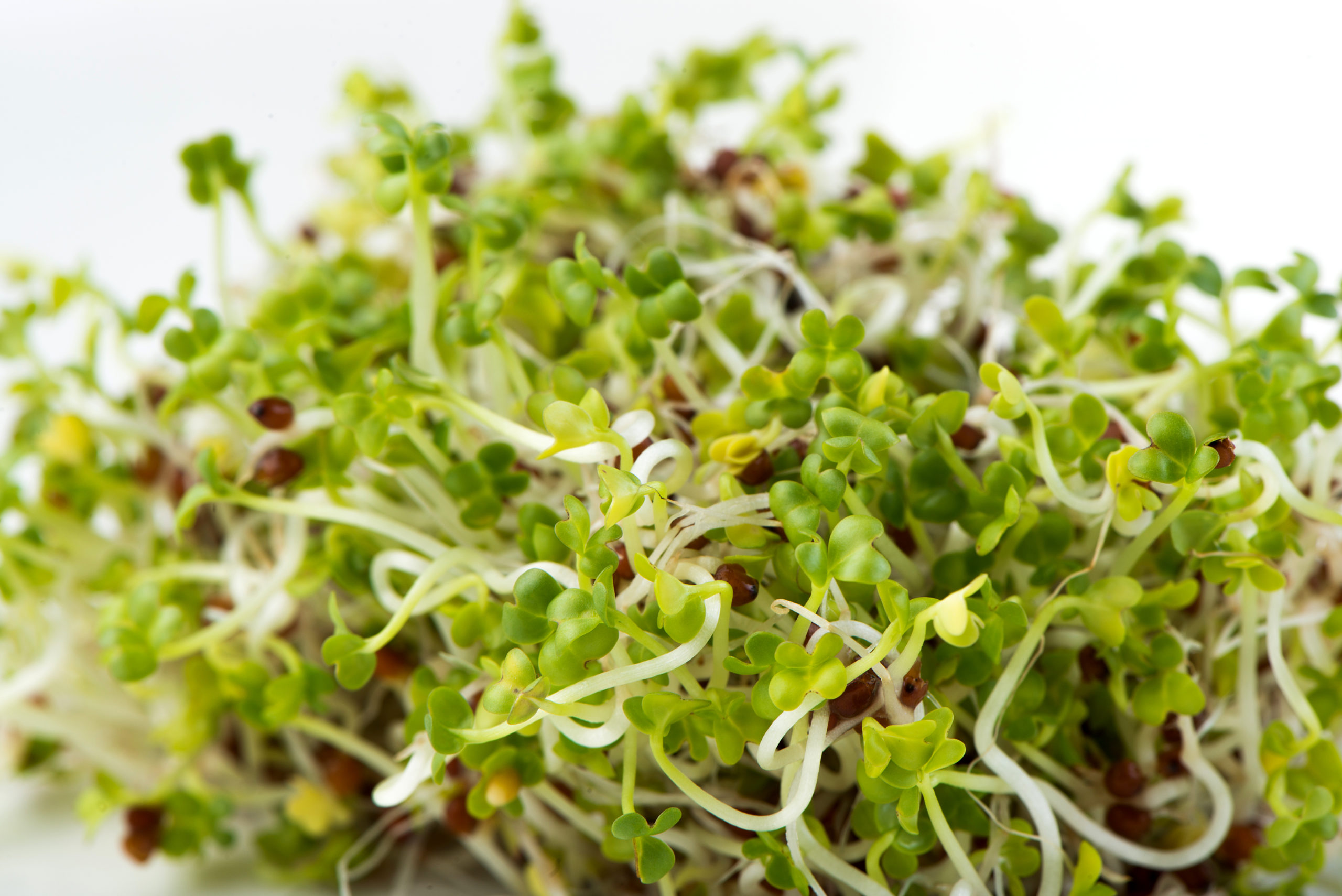 Brown Mustard