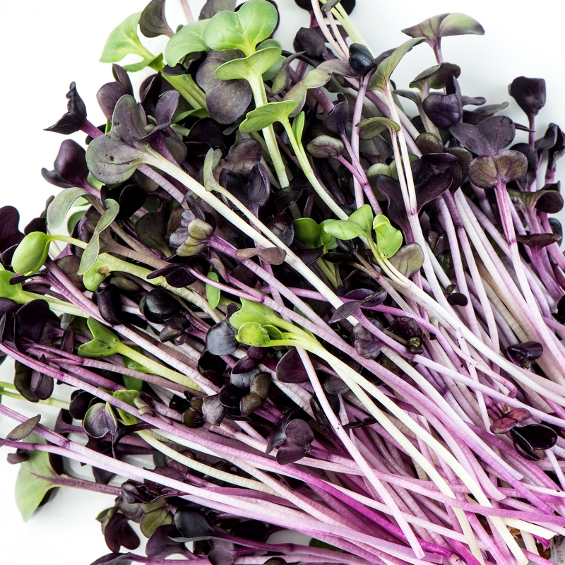 Red Radish