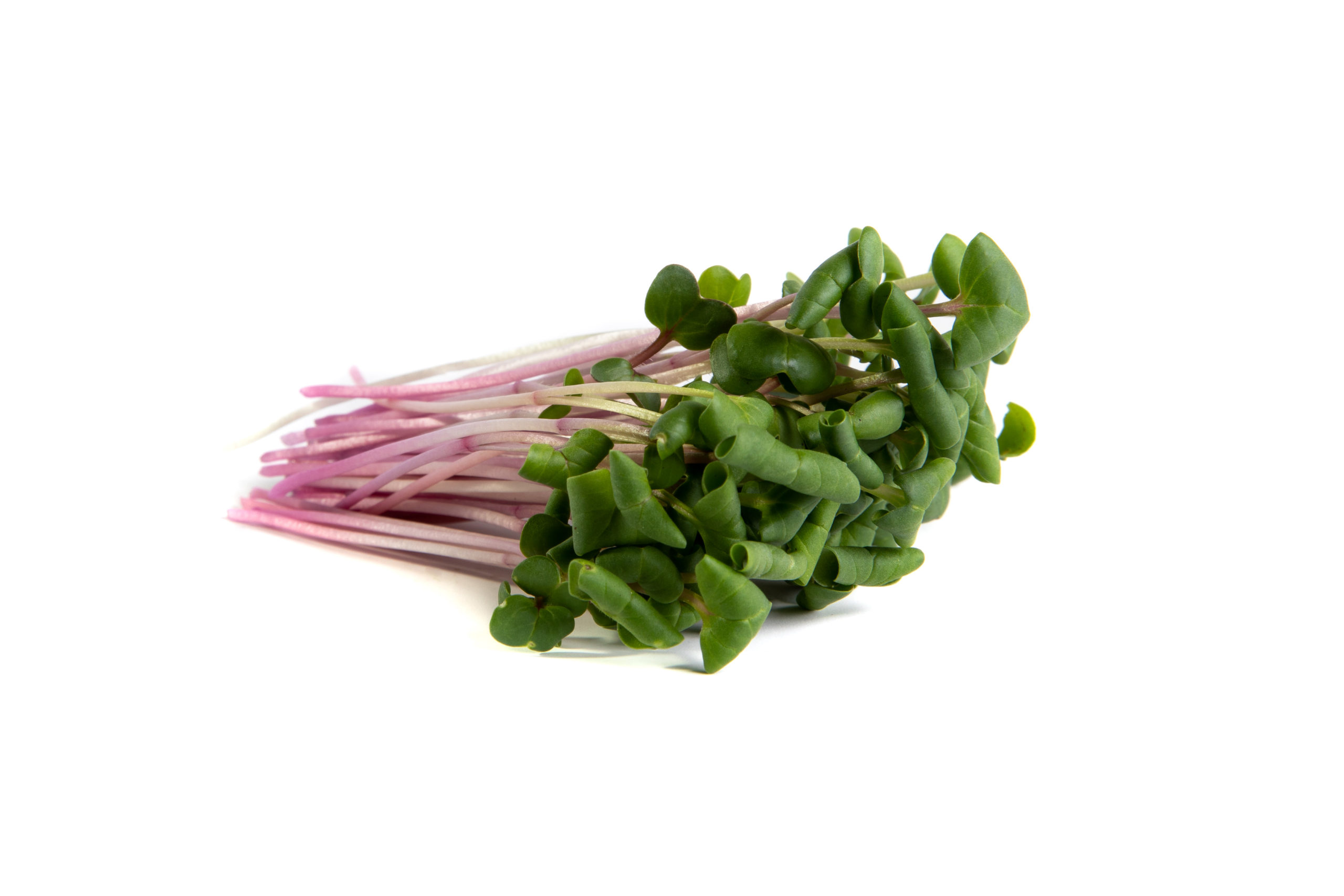 Triton Radish