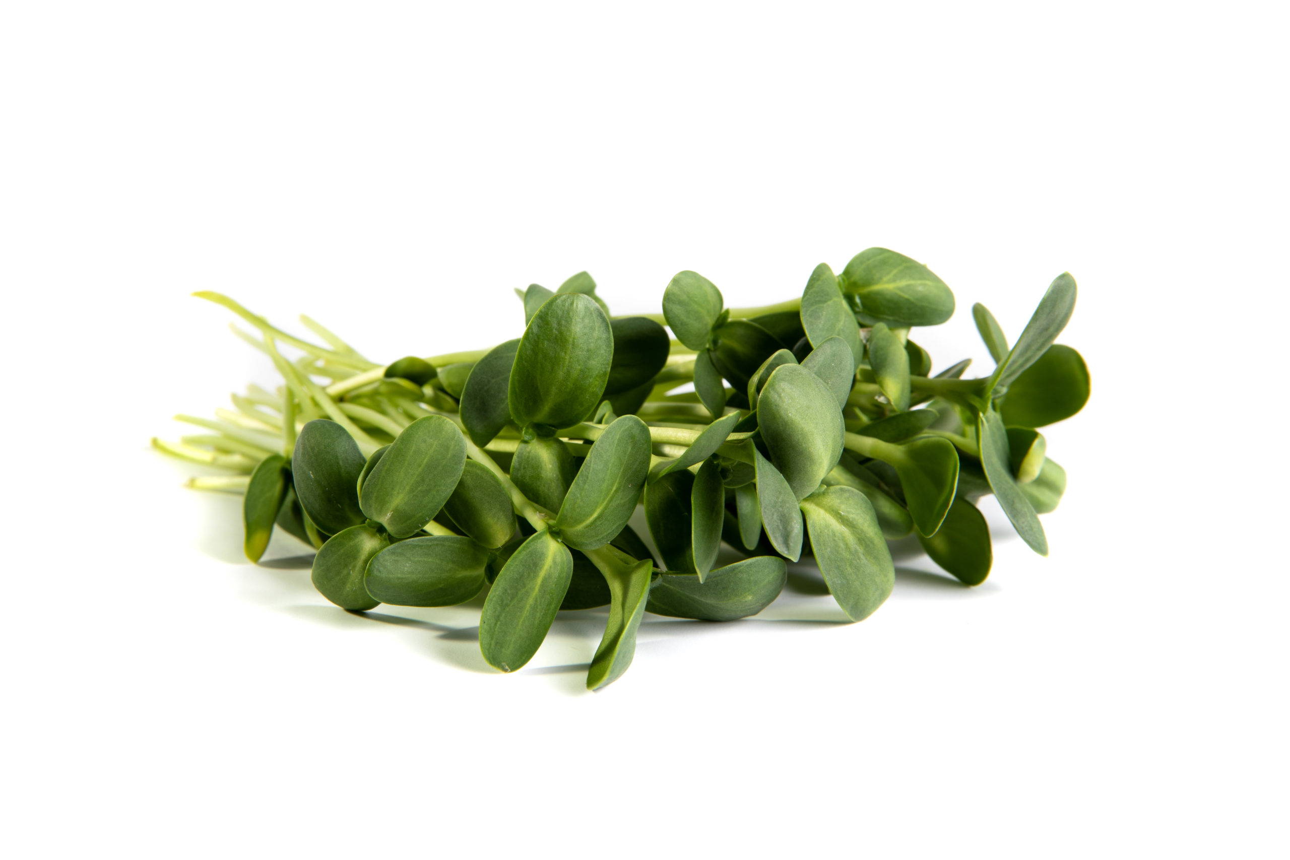 Sunflower Shoots